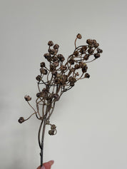 Tak Ilex | Bruin