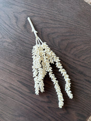 Erwten Plant | Creme