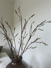Salix Tak | Bruin
